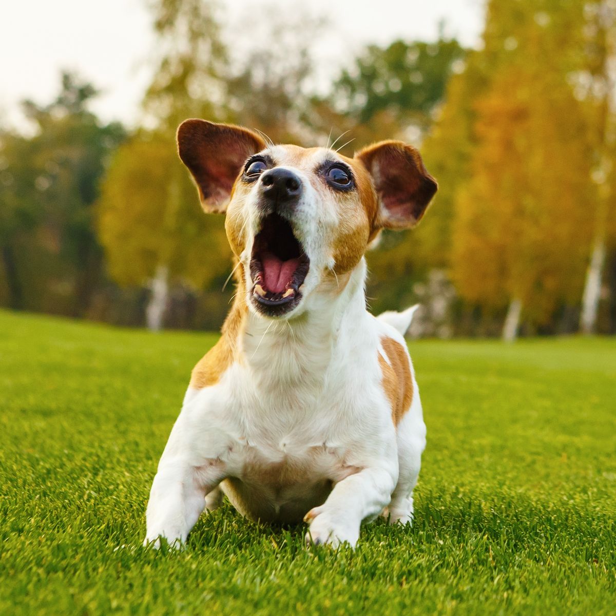 How to Tell If Your Dog is Happy