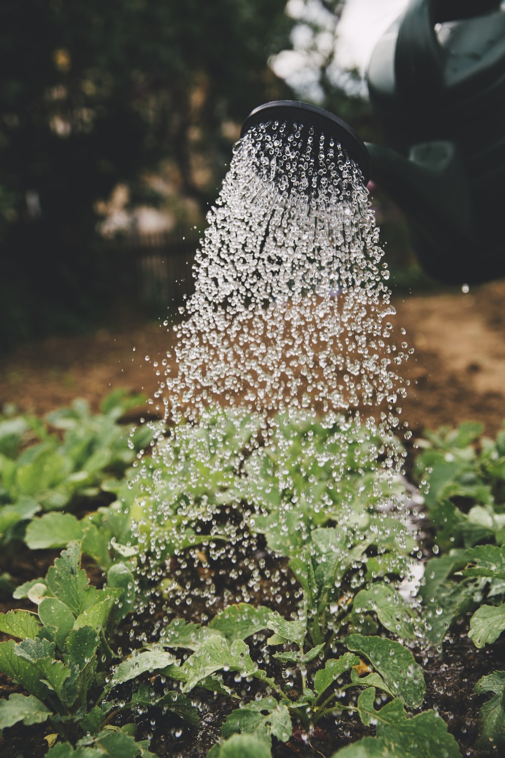 Water Saving Ideas for Plants