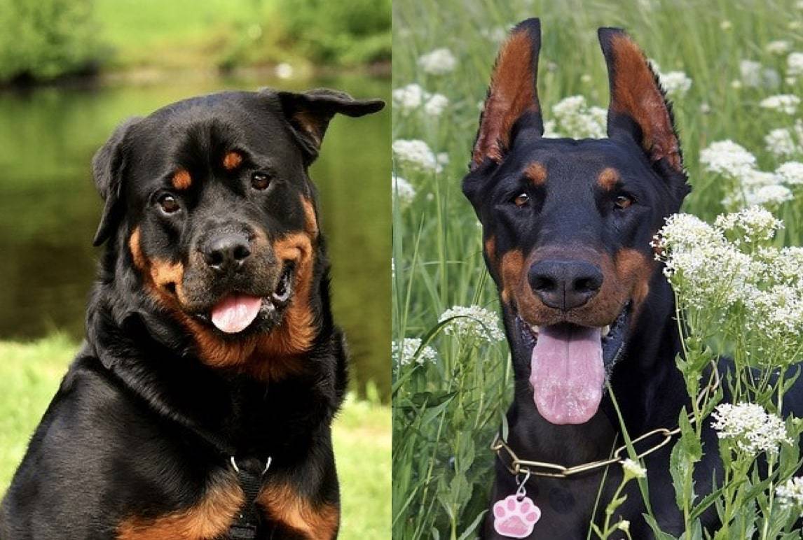 Doberman vs Rottweiler: Which is Better