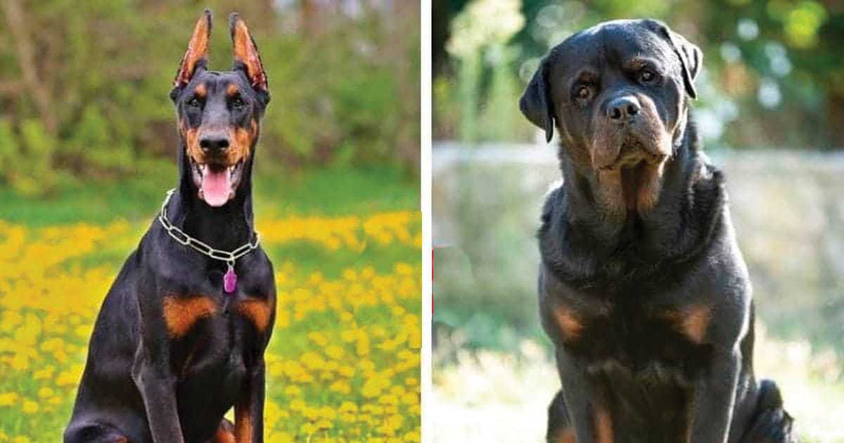 Doberman vs Rottweiler: Which is Better