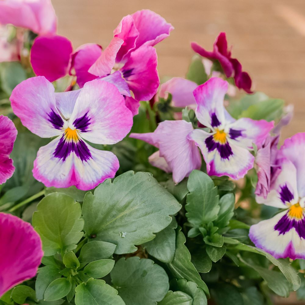 How to Grow and Care for Pansies