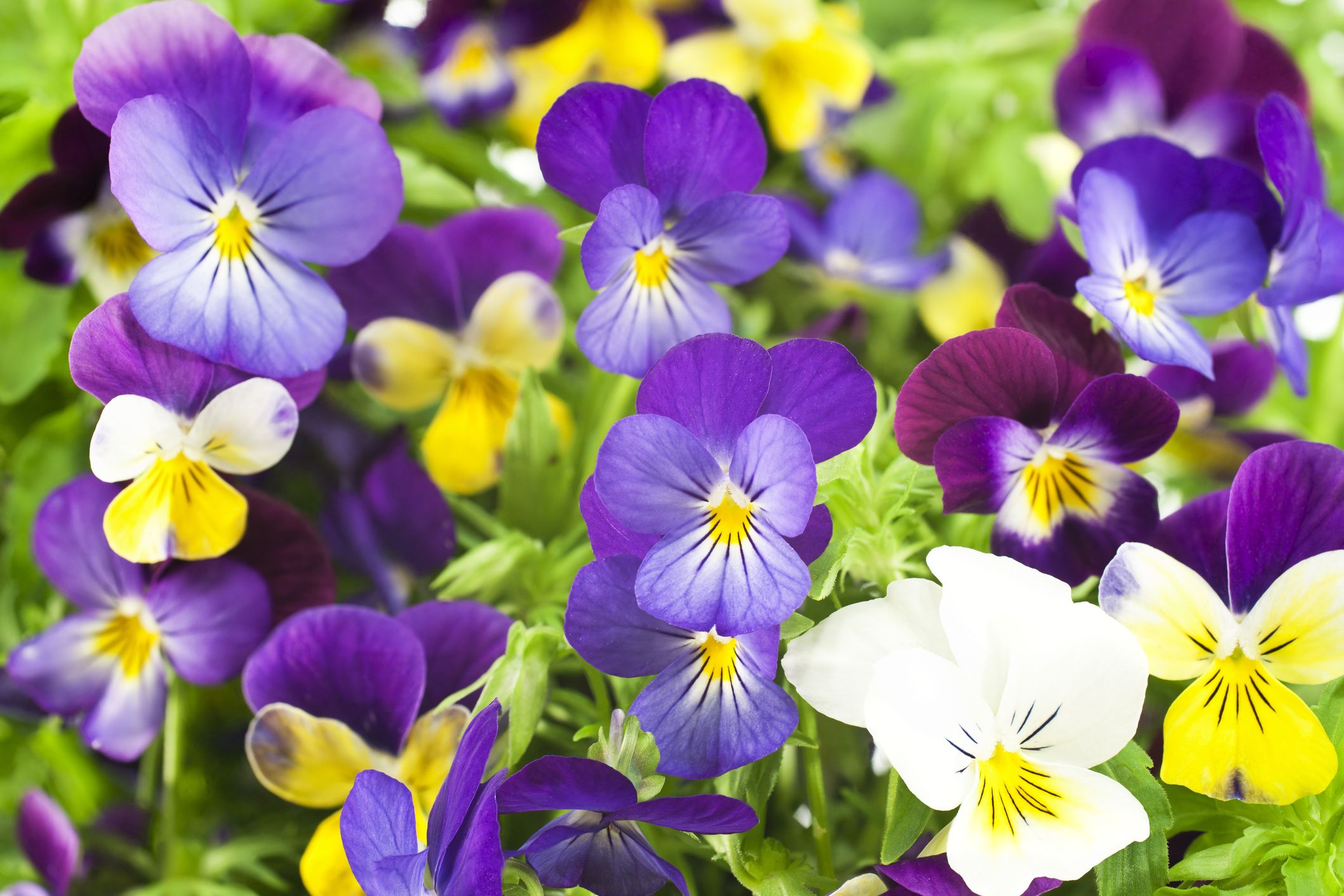 How to Grow and Care for Pansies