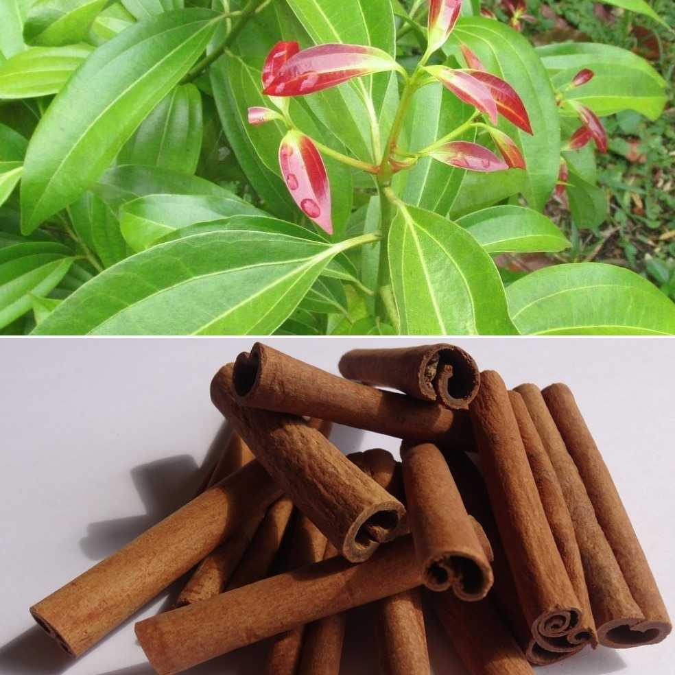 How to Use Cinnamon for Plants