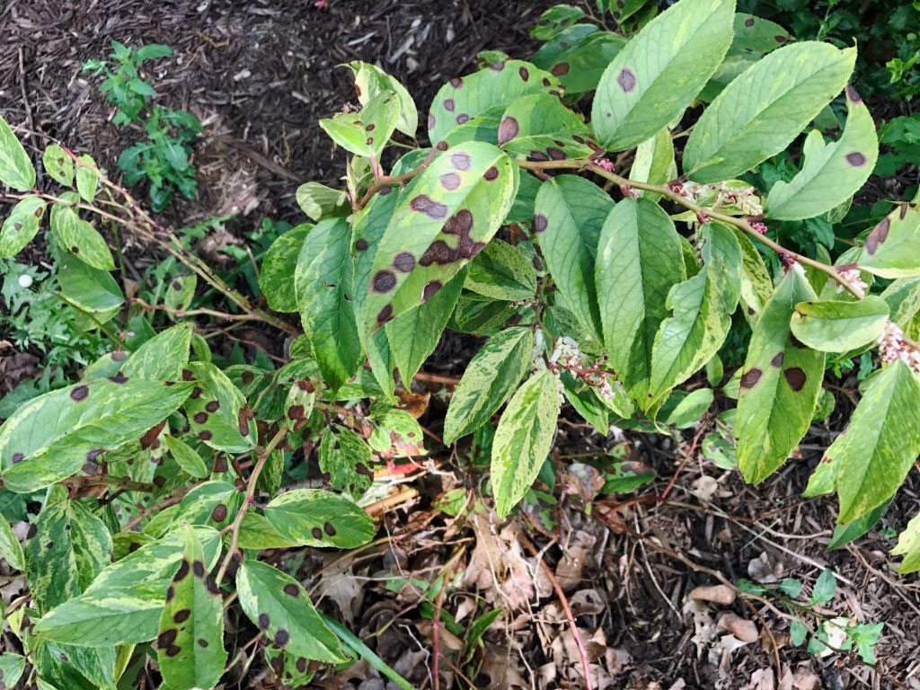 What Causes Black Leaves on Plants