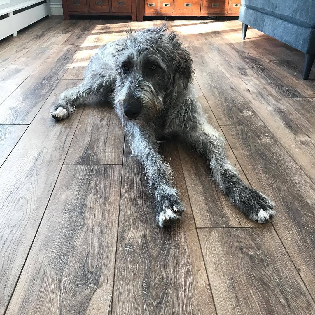 Flooring Options for Pets