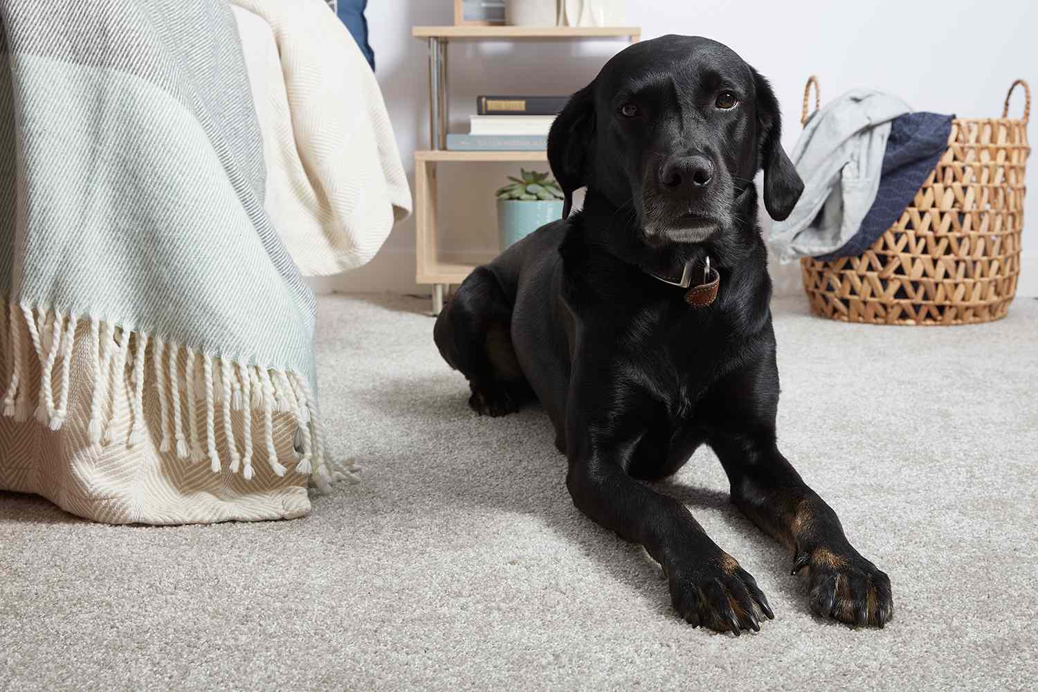 Flooring Options for Pets
