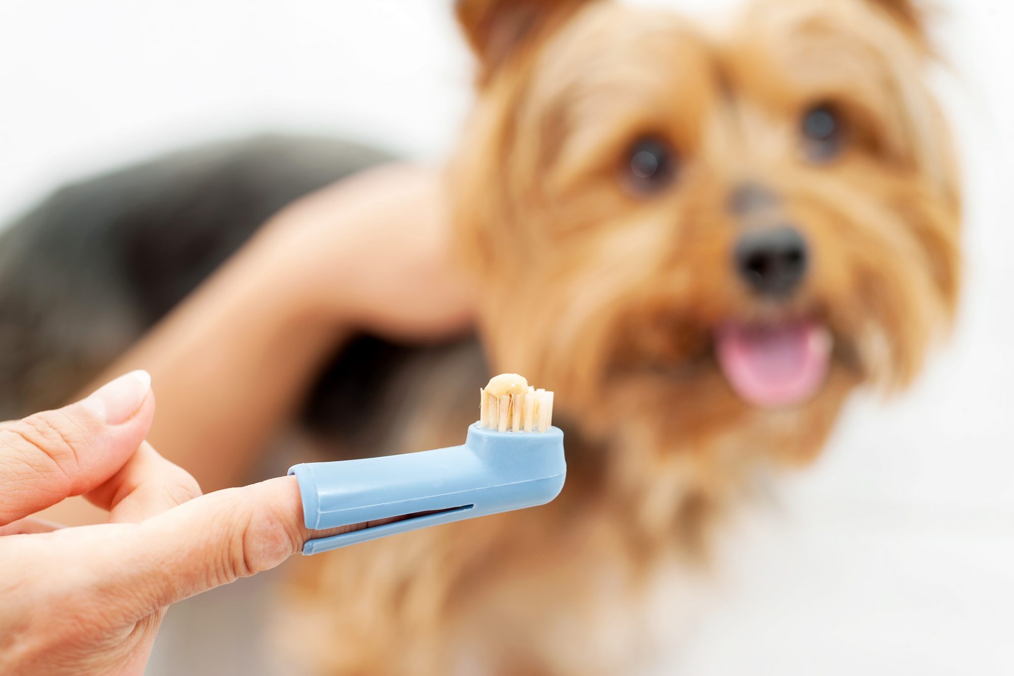 How to Brush Your Dog's Teeth