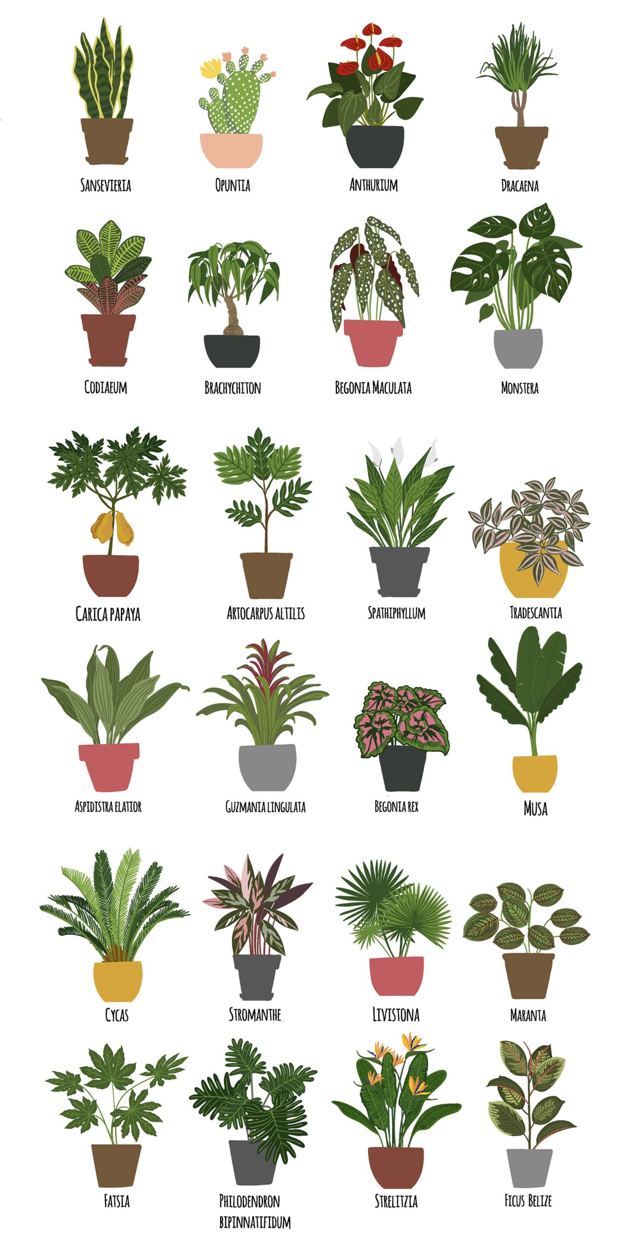 Outdoor Plants with Names