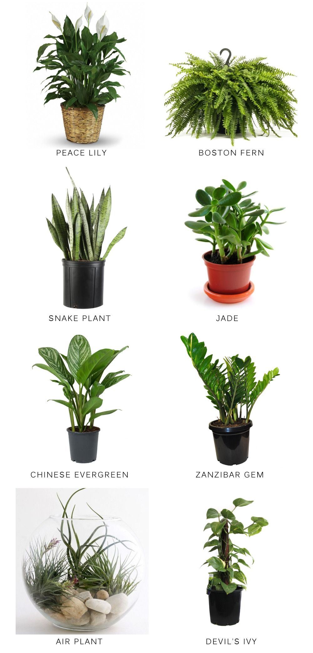Indoor Plants with Names
