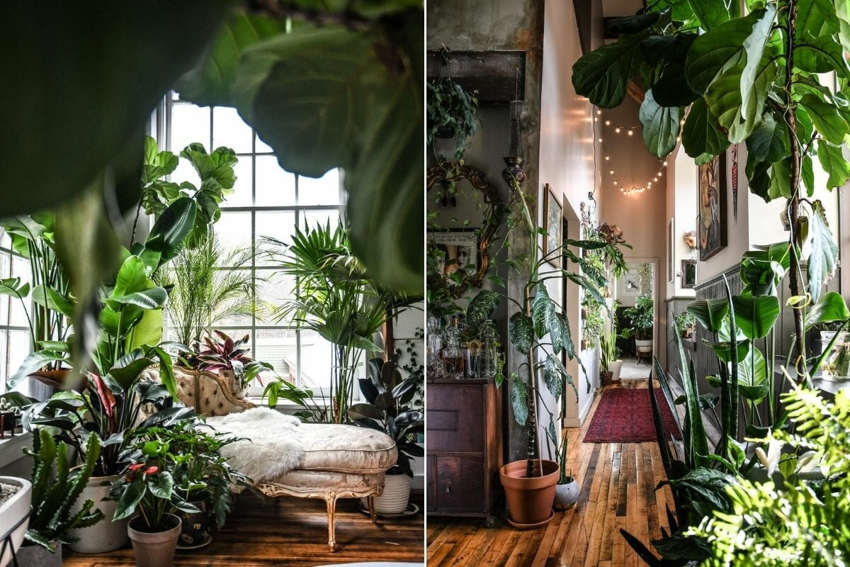 Indoor Plant Decoration