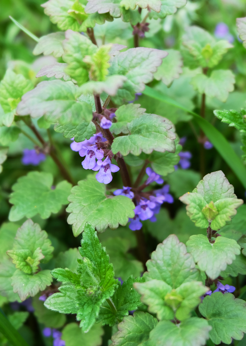 Mosquito Repellent Plants for Garden