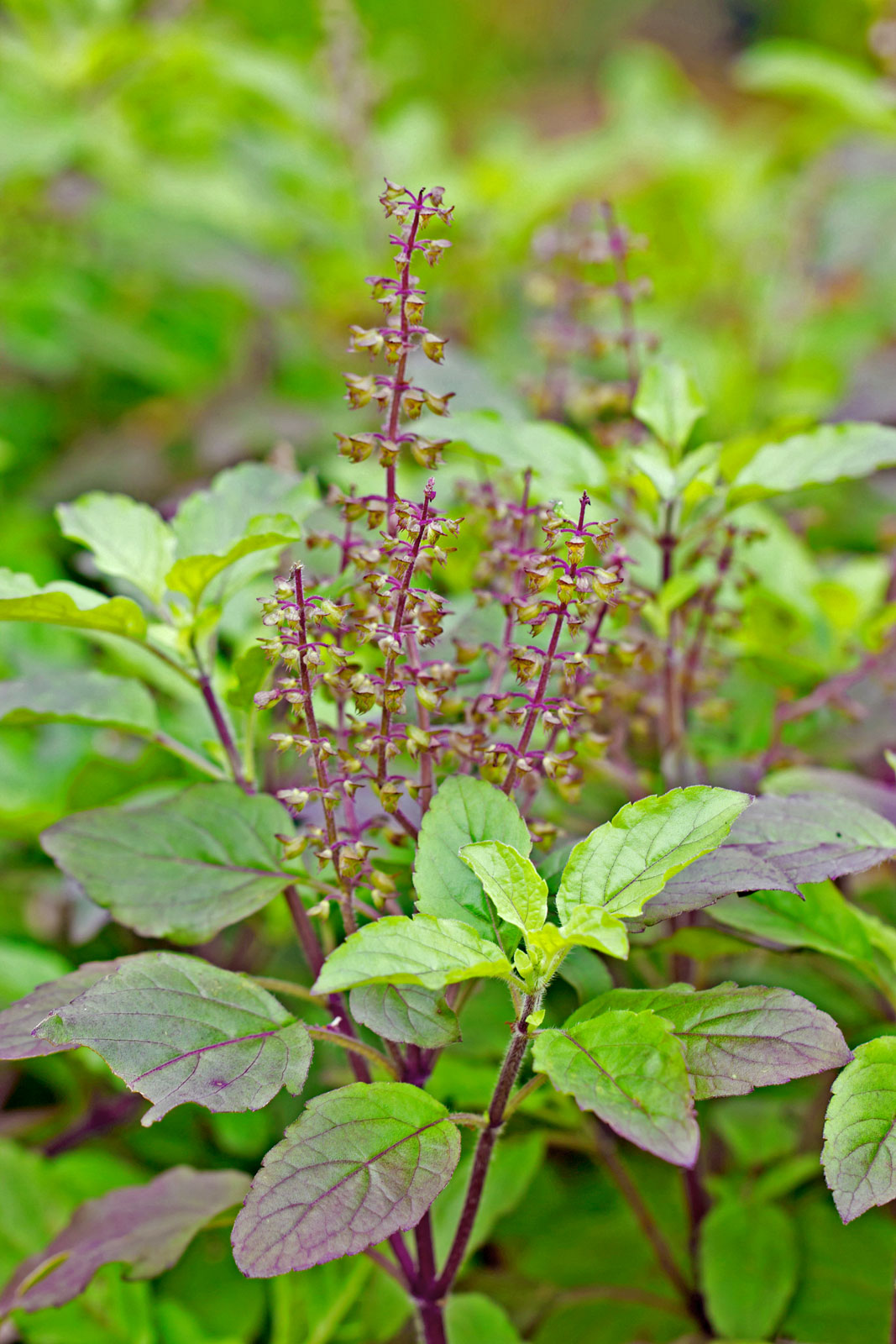 Mosquito Repellent Plants for Garden