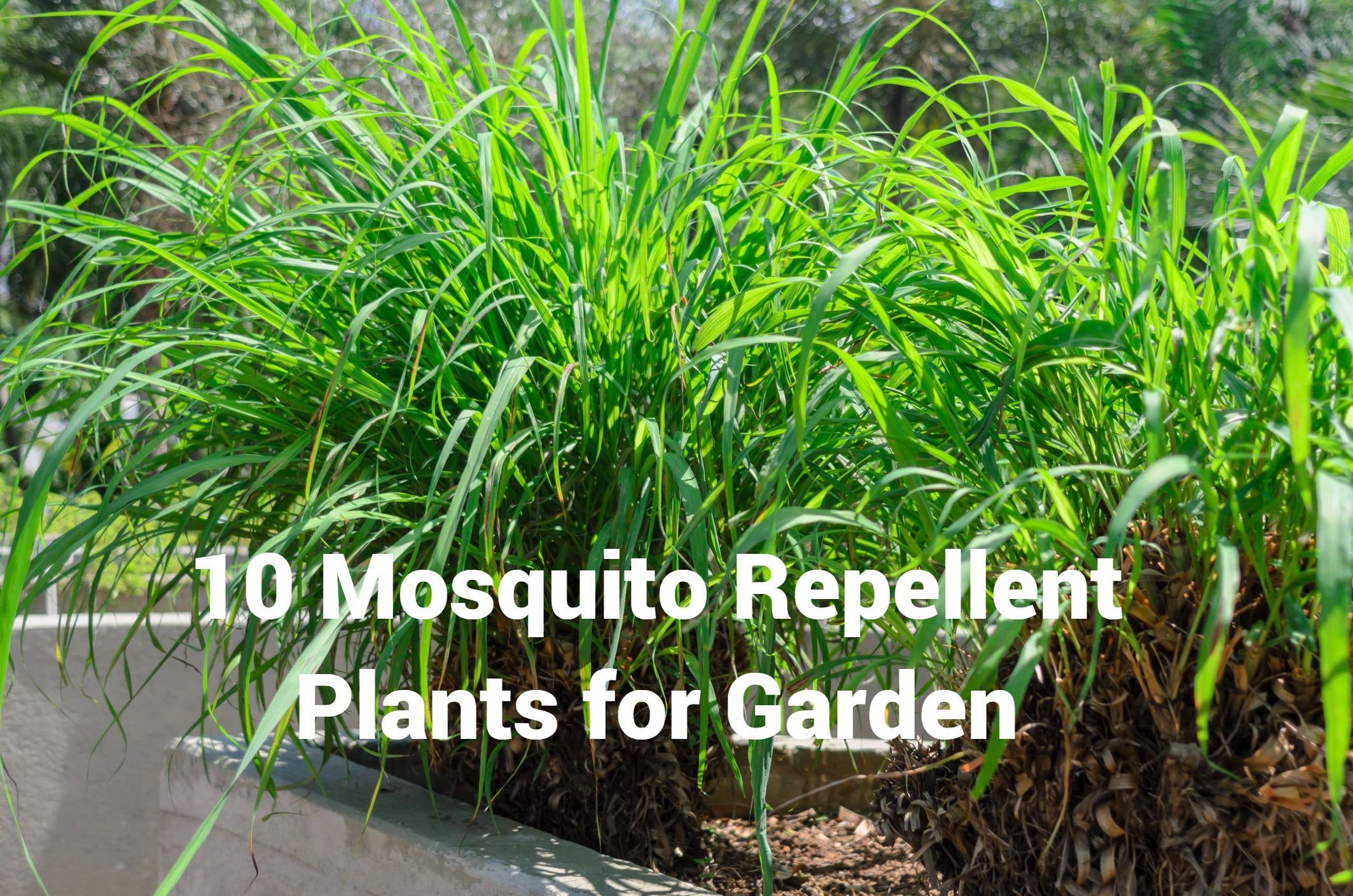 Mosquito Repellent Plants for Garden