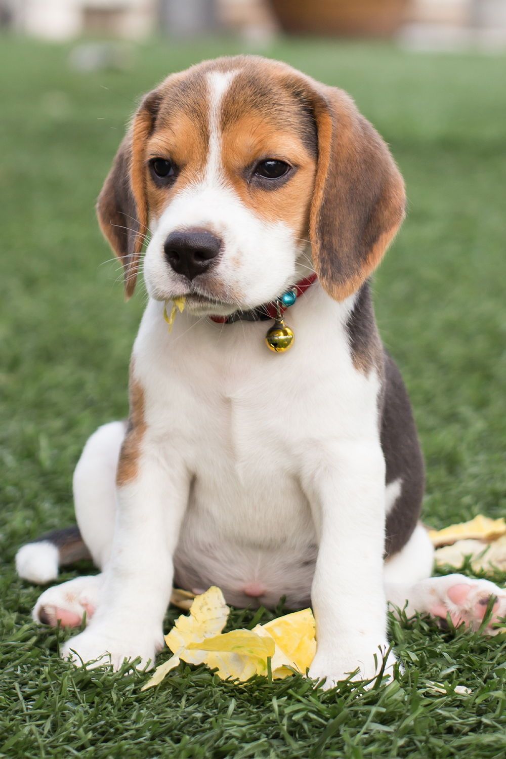 How to Care for Beagle
