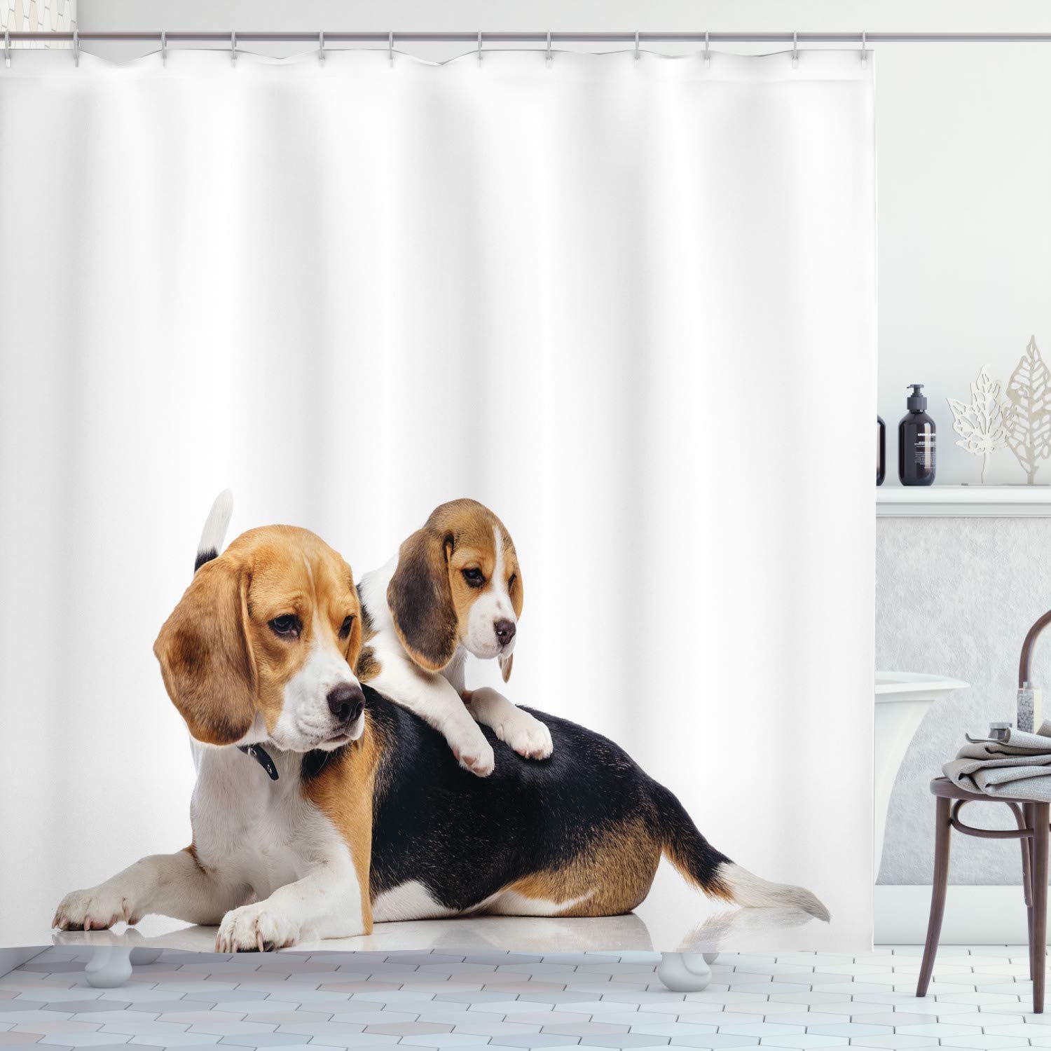 How to Care for Beagle