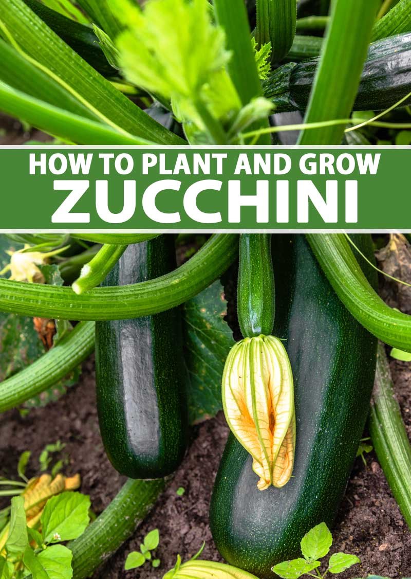 How to Grow Zucchini at Home