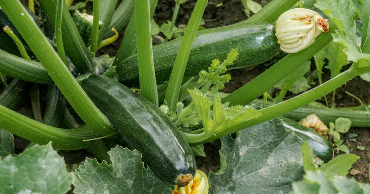 How to Grow Zucchini at Home