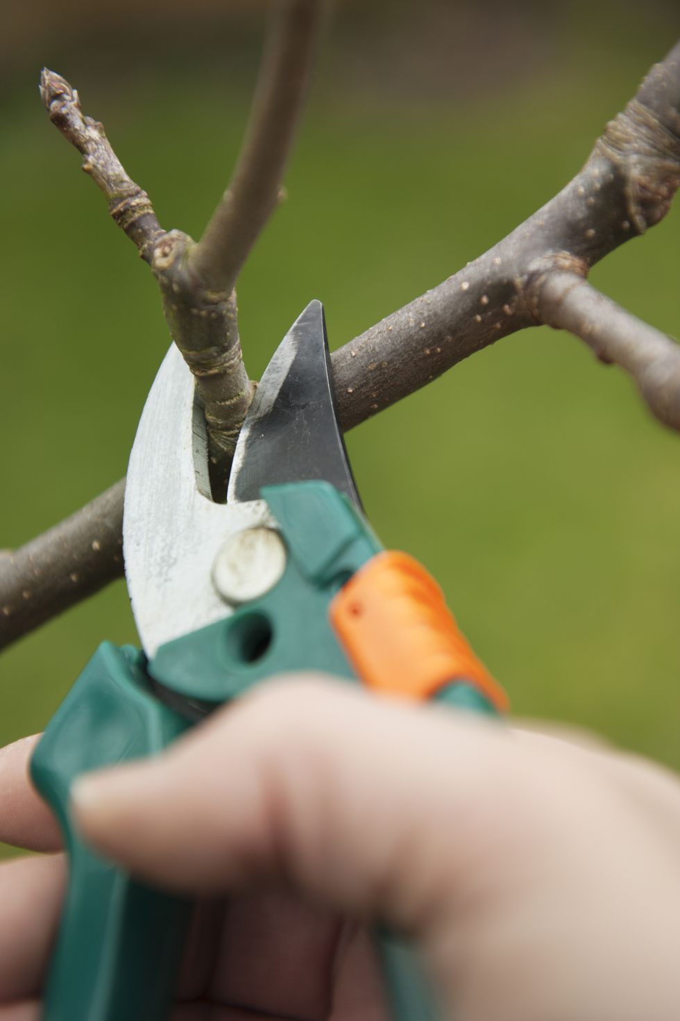 Pruning Plants