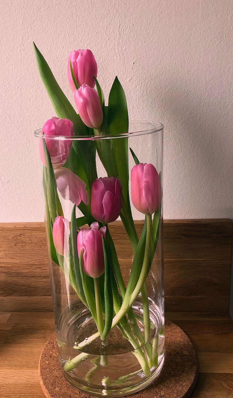 How to Grow Tulips