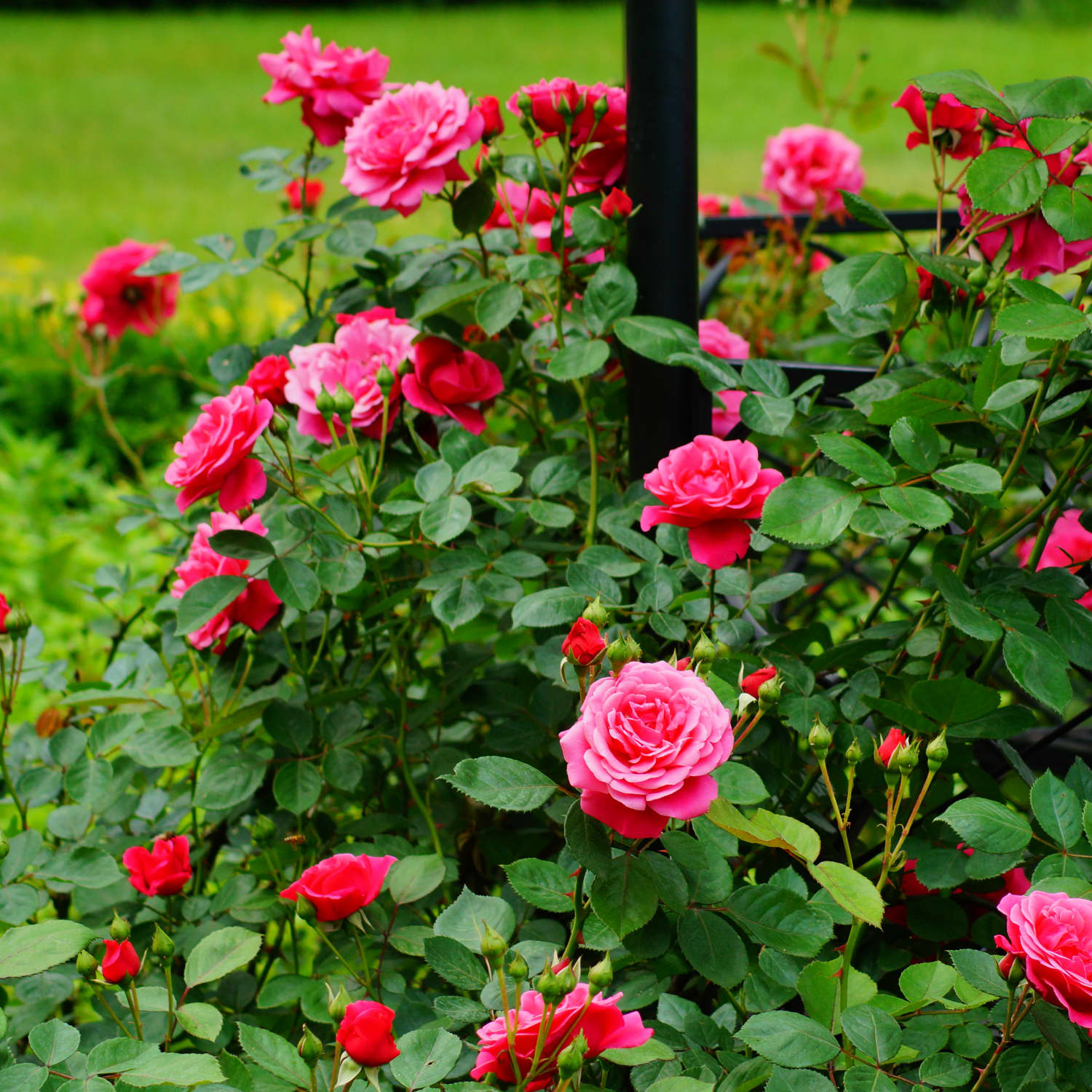 How to Replant Roses
