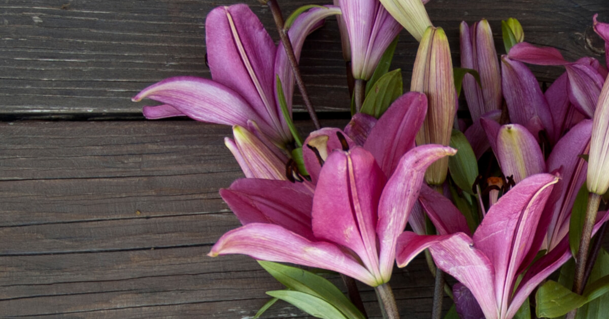 Purple Lilies