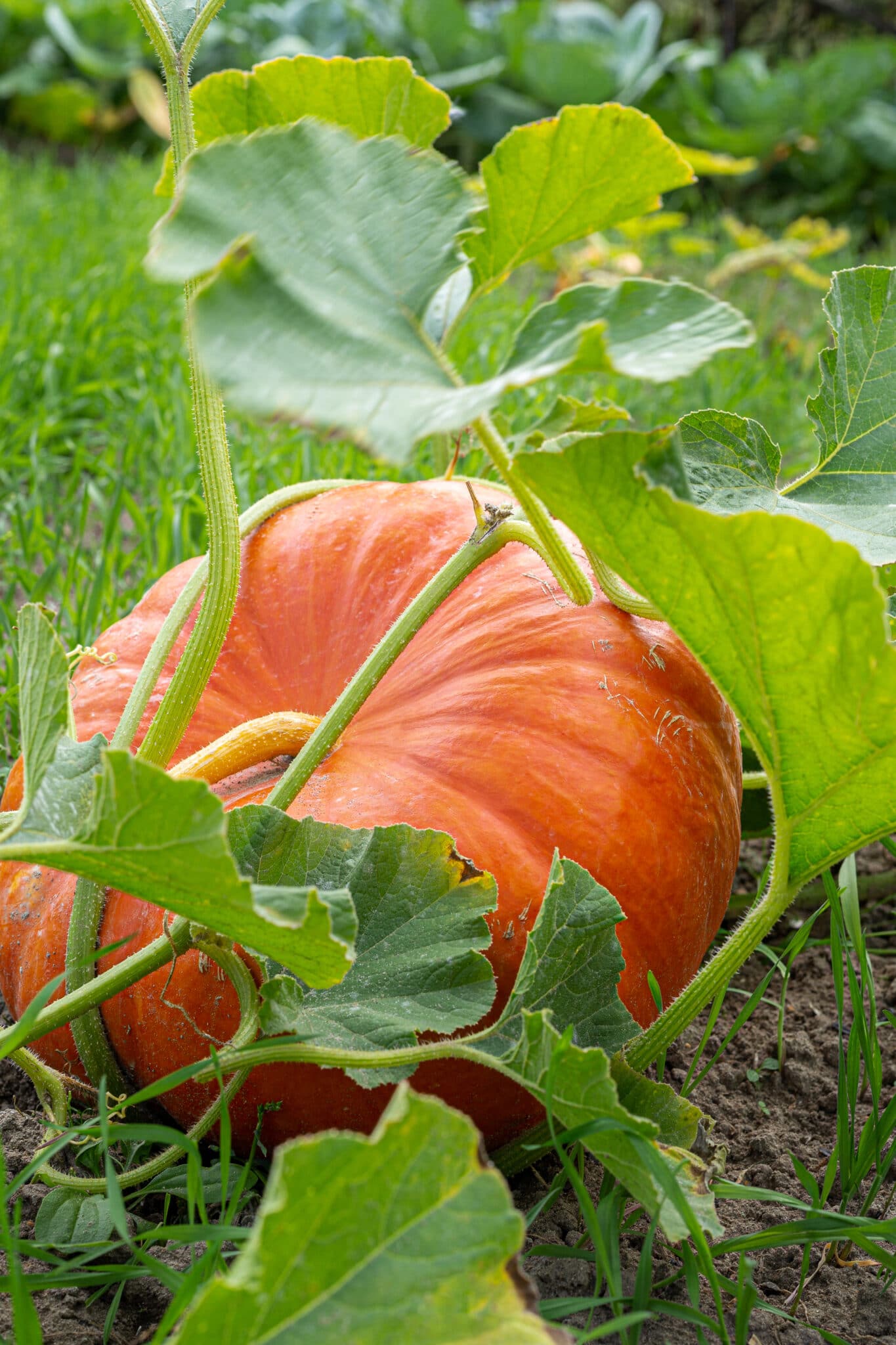 How to Grow Pumpkin