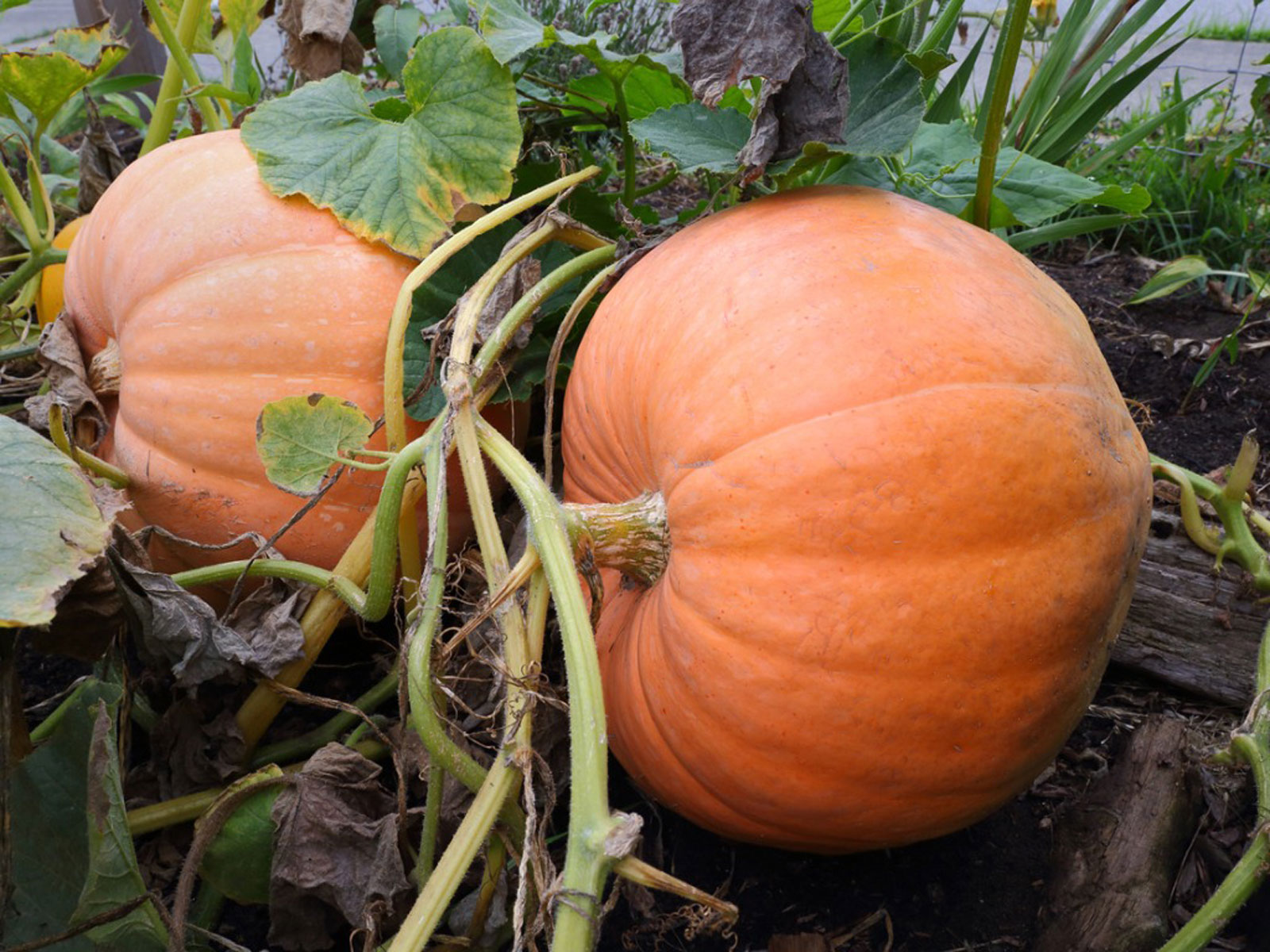 How to Grow Pumpkin