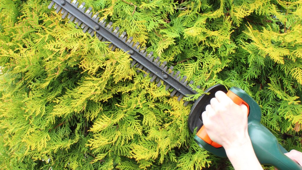 Electric Hedge Trimmer vs. Gas