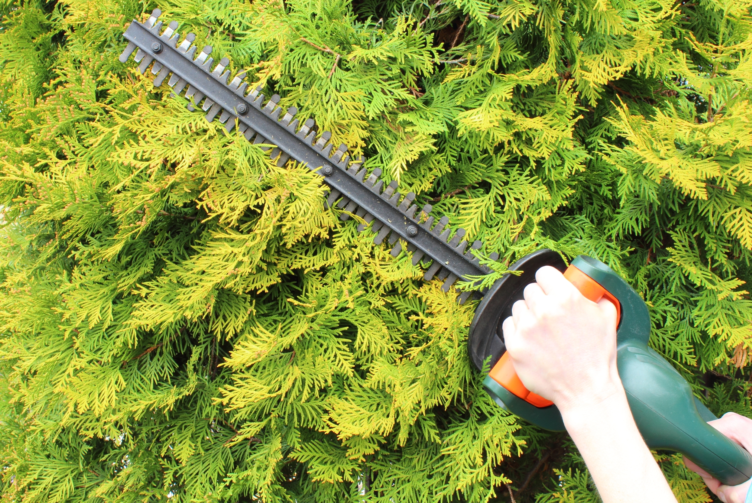Electric Hedge Trimmer vs. Gas