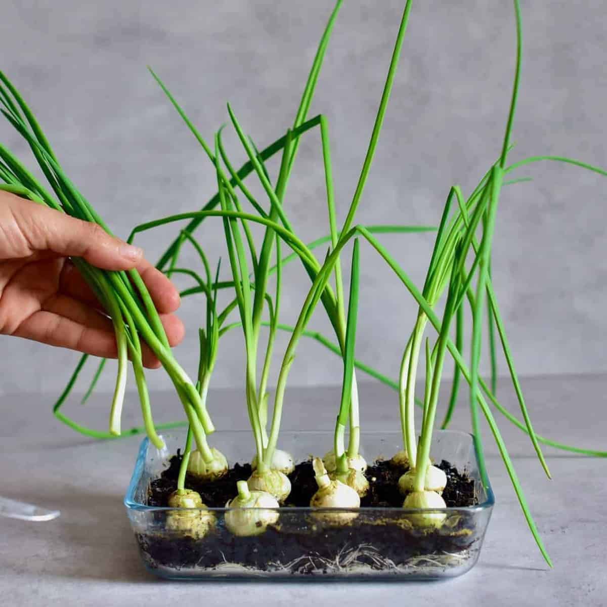 How to Grow Onion