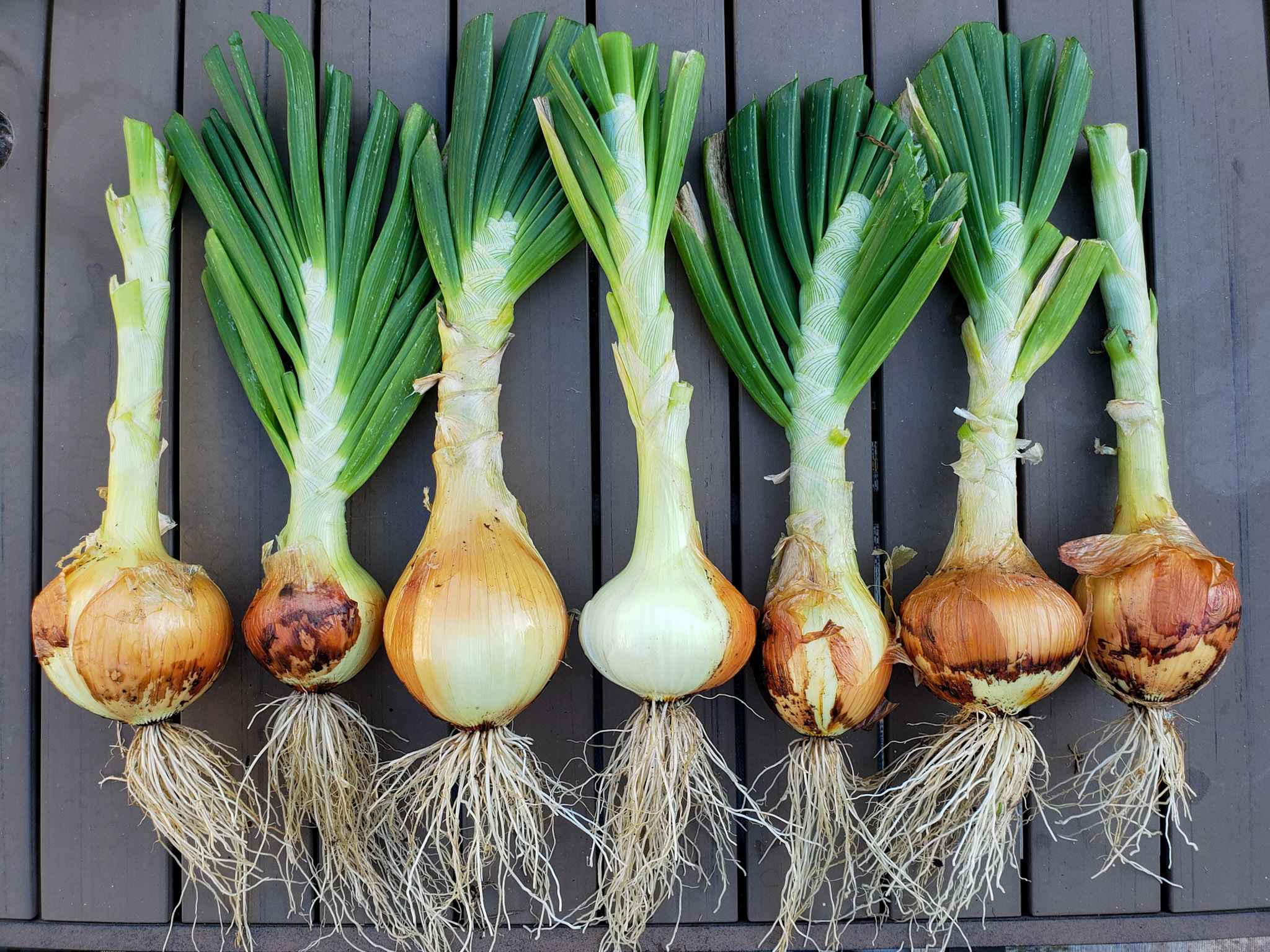 How to Grow Onions