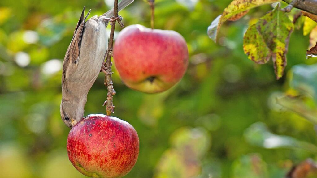 How to Keep Birds Away from Fruit Trees
