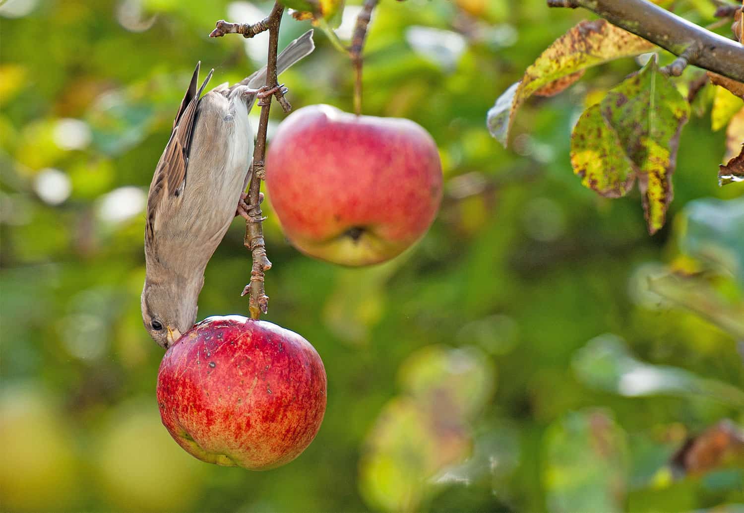 How to Keep Birds Away from Fruit Trees