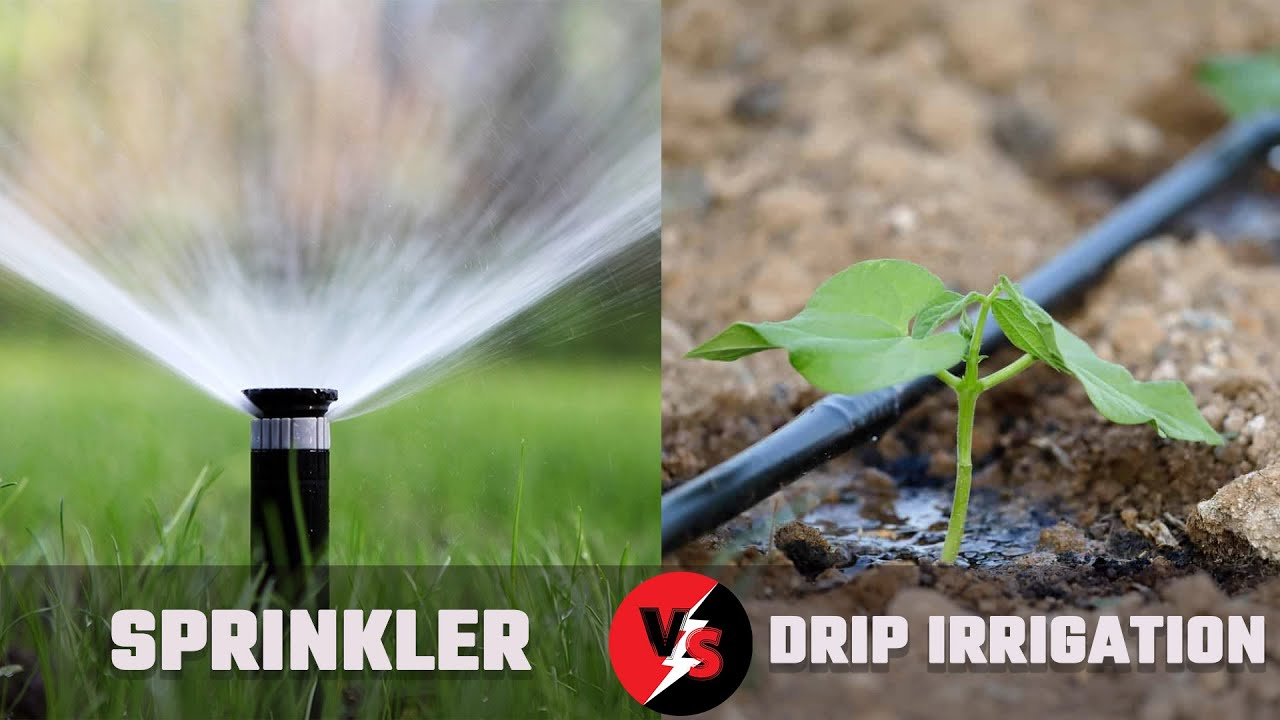 Drip Irrigation vs. Sprinkler
